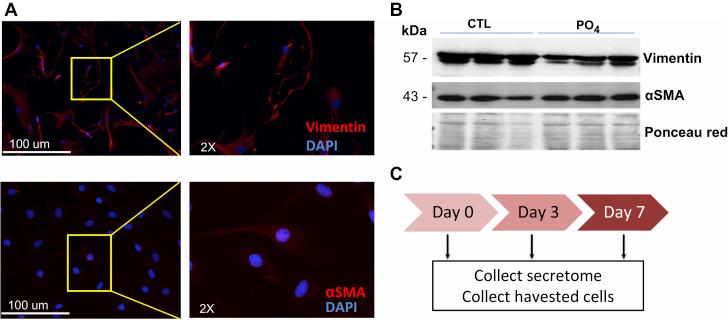 https://cdn.ncbi.nlm.nih.gov/pmc/blobs/462b/7838057/1efe01f23948/gr6.jpg