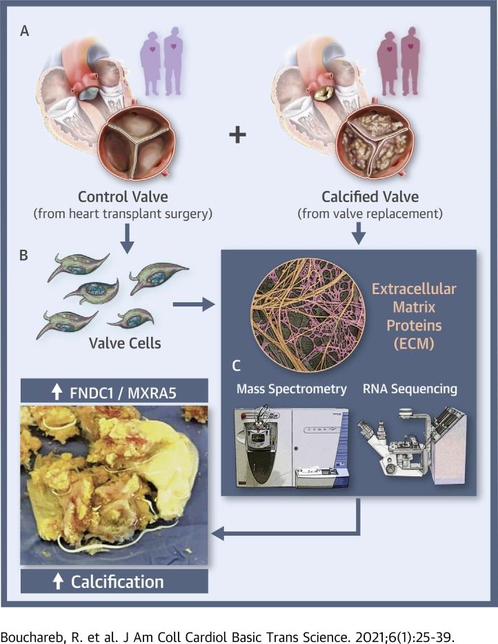 https://cdn.ncbi.nlm.nih.gov/pmc/blobs/462b/7838057/954b664b3ba0/fx1.jpg