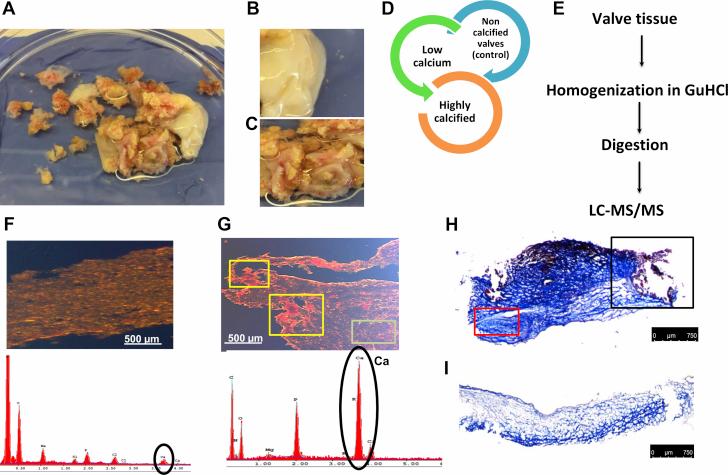 https://cdn.ncbi.nlm.nih.gov/pmc/blobs/462b/7838057/9c32035229de/gr1.jpg