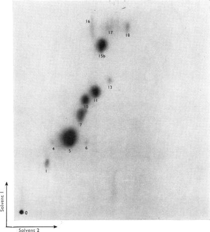 https://cdn.ncbi.nlm.nih.gov/pmc/blobs/462c/1163748/9b8738dd8f37/biochemj00533-0120-a.jpg