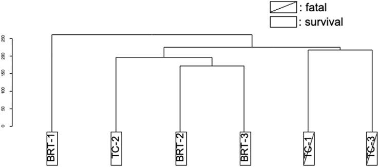 https://cdn.ncbi.nlm.nih.gov/pmc/blobs/462f/12367743/5c02c26a5da4/fimmu-16-1568338-g001.jpg