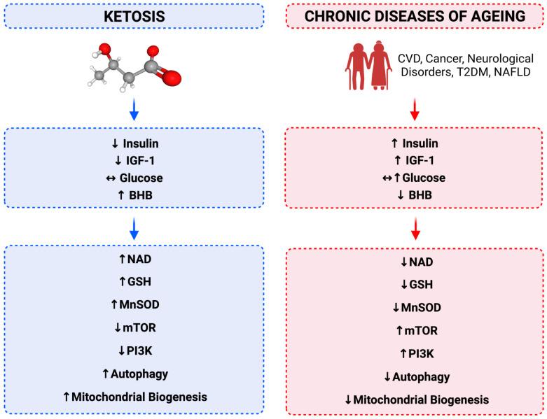 https://cdn.ncbi.nlm.nih.gov/pmc/blobs/4631/10525476/64278e5fee13/antioxidants-12-01749-g001.jpg