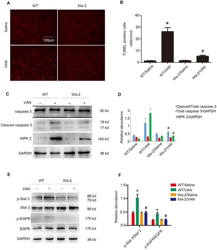 https://cdn.ncbi.nlm.nih.gov/pmc/blobs/4631/6526000/888b231e3758/thnov09p2712g004.jpg