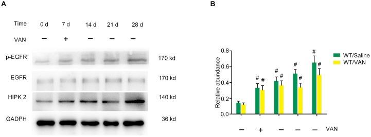 https://cdn.ncbi.nlm.nih.gov/pmc/blobs/4631/6526000/9ca59e0afa70/thnov09p2712g002.jpg