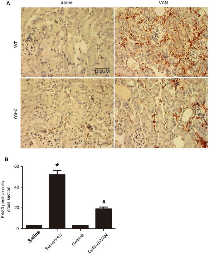 https://cdn.ncbi.nlm.nih.gov/pmc/blobs/4631/6526000/e105ef8fe439/thnov09p2712g007.jpg