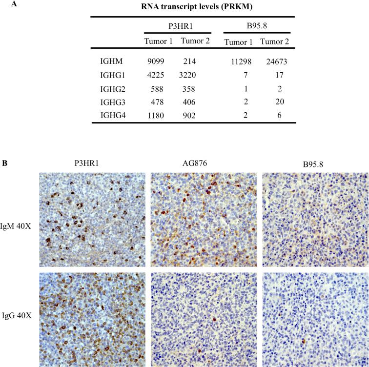 https://cdn.ncbi.nlm.nih.gov/pmc/blobs/4631/7316346/934dfb3e36f4/ppat.1008590.g012.jpg