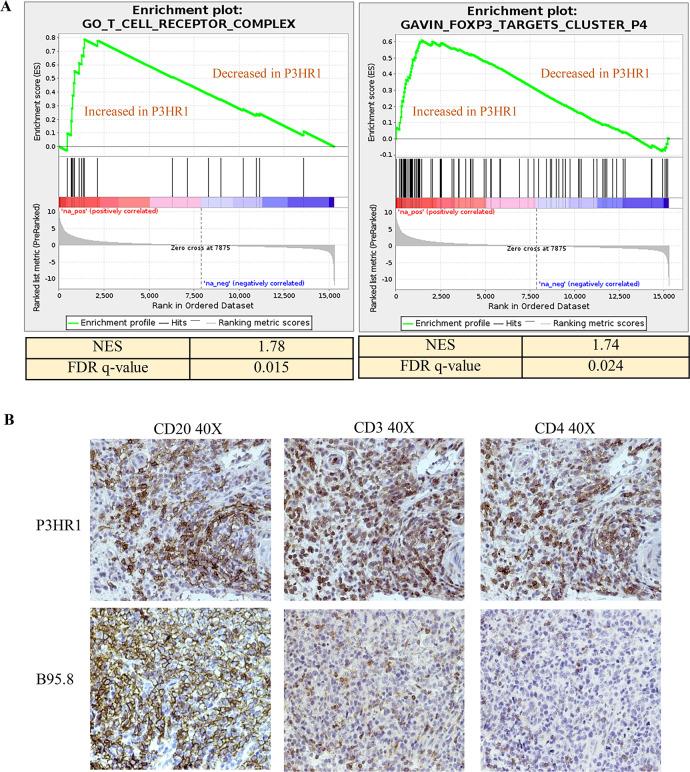 https://cdn.ncbi.nlm.nih.gov/pmc/blobs/4631/7316346/a3f44cc28e28/ppat.1008590.g011.jpg