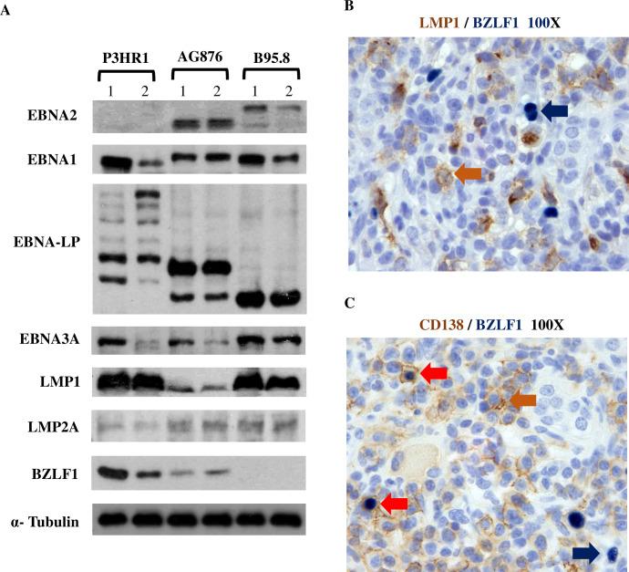 https://cdn.ncbi.nlm.nih.gov/pmc/blobs/4631/7316346/cf17c77fbbf9/ppat.1008590.g008.jpg