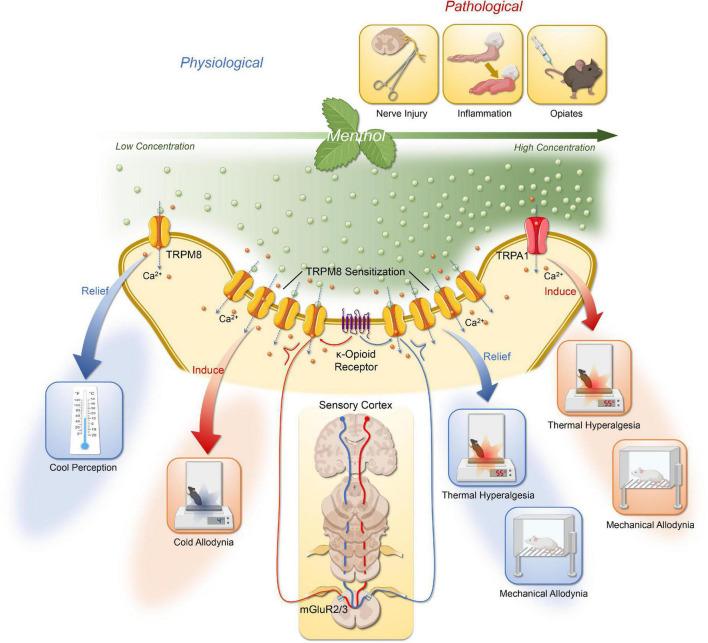 https://cdn.ncbi.nlm.nih.gov/pmc/blobs/4632/9580369/544bd847ee34/fnmol-15-1006908-g001.jpg