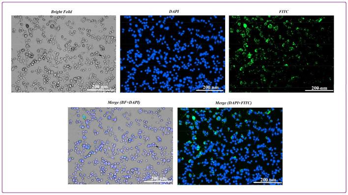 https://cdn.ncbi.nlm.nih.gov/pmc/blobs/4634/10329705/1829ed88f863/41598_2023_37668_Fig9_HTML.jpg