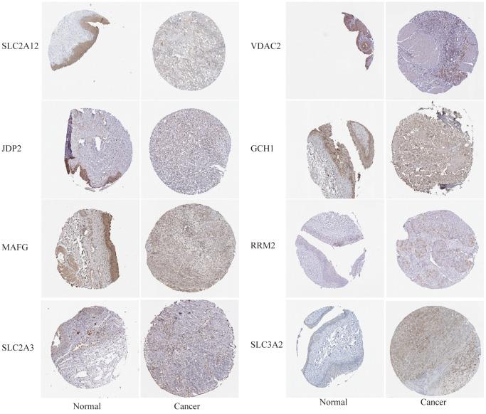 https://cdn.ncbi.nlm.nih.gov/pmc/blobs/4635/9740359/c7bbddaf7d51/aging-14-204385-g008.jpg