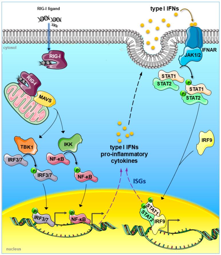 https://cdn.ncbi.nlm.nih.gov/pmc/blobs/4637/7693898/28e508867ff1/cancers-12-03158-g001.jpg