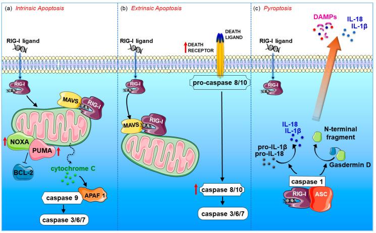 https://cdn.ncbi.nlm.nih.gov/pmc/blobs/4637/7693898/4ad9e7ceed1a/cancers-12-03158-g003.jpg