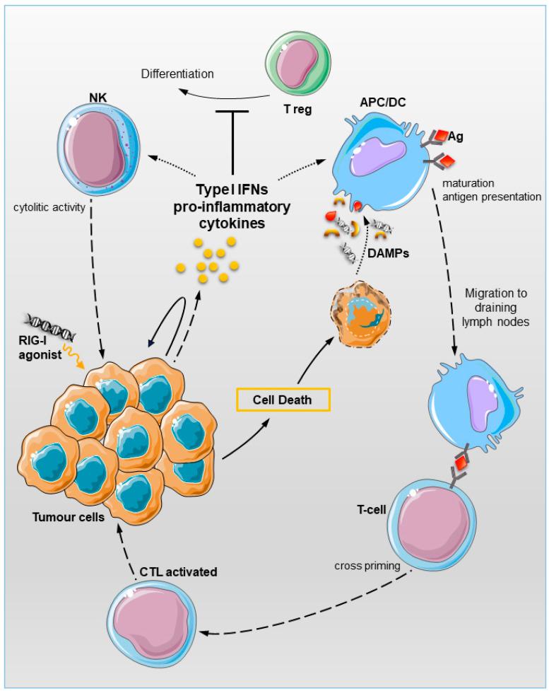 https://cdn.ncbi.nlm.nih.gov/pmc/blobs/4637/7693898/bde239d54a14/cancers-12-03158-g002.jpg