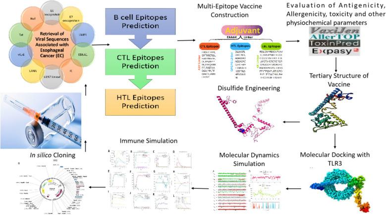 https://cdn.ncbi.nlm.nih.gov/pmc/blobs/4639/12279721/be5426695c3a/fimmu-16-1587224-g001.jpg