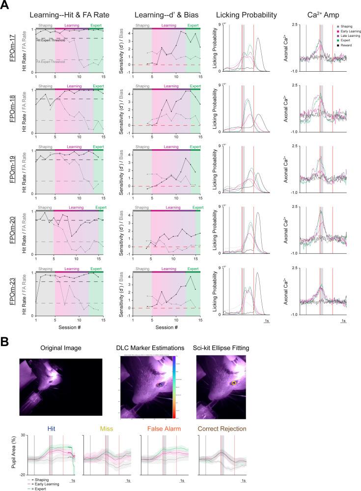 https://cdn.ncbi.nlm.nih.gov/pmc/blobs/4640/12074639/0c663f545bfa/elife-98563-fig2-figsupp1.jpg