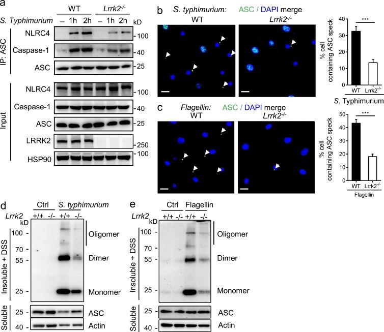 https://cdn.ncbi.nlm.nih.gov/pmc/blobs/4644/5626397/8a13b87d96d2/JEM_20170014_Fig3.jpg