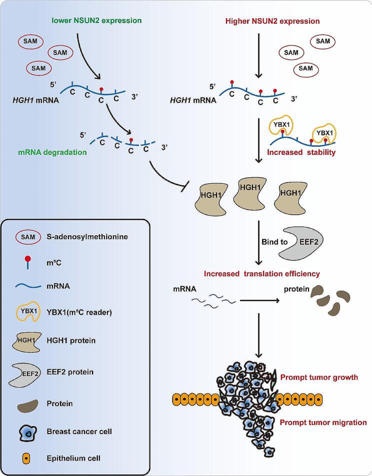 https://cdn.ncbi.nlm.nih.gov/pmc/blobs/4646/11155144/17285ec25cce/13058_2024_1847_Fig8_HTML.jpg