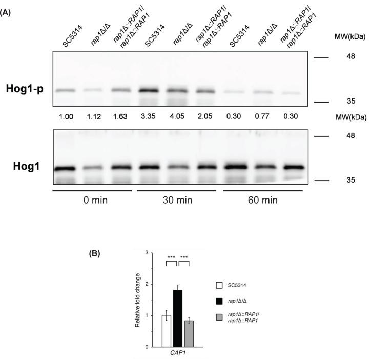 https://cdn.ncbi.nlm.nih.gov/pmc/blobs/4647/11667096/8a756988a778/bsr-44-bsr20240689-g3.jpg