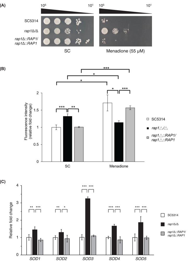 https://cdn.ncbi.nlm.nih.gov/pmc/blobs/4647/11667096/9710ebe6e4eb/bsr-44-bsr20240689-g2.jpg