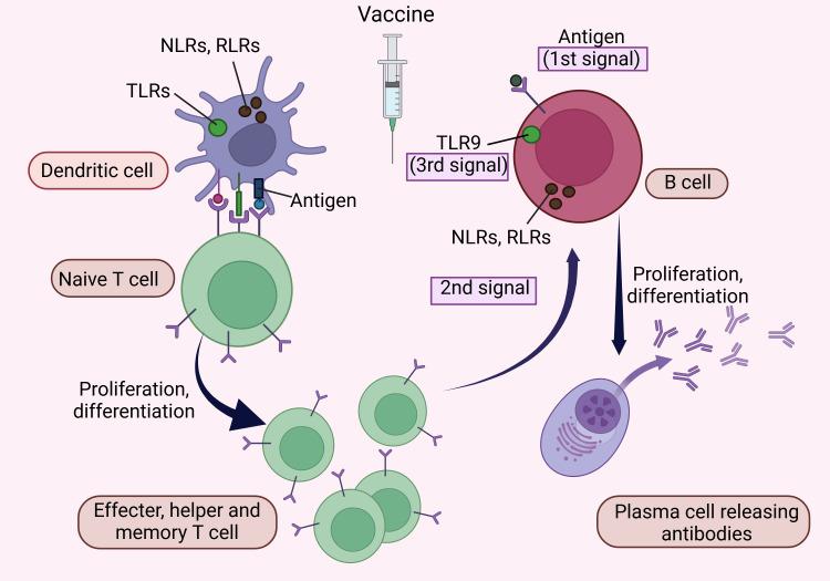 https://cdn.ncbi.nlm.nih.gov/pmc/blobs/4649/11910667/1f52af350ec0/cureus-0017-00000080636-i03.jpg