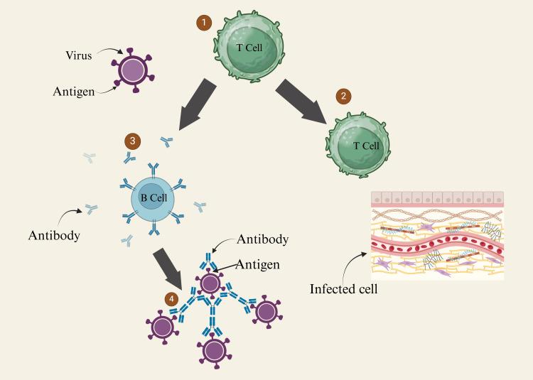 https://cdn.ncbi.nlm.nih.gov/pmc/blobs/4649/11910667/a9ce8485bcff/cureus-0017-00000080636-i02.jpg