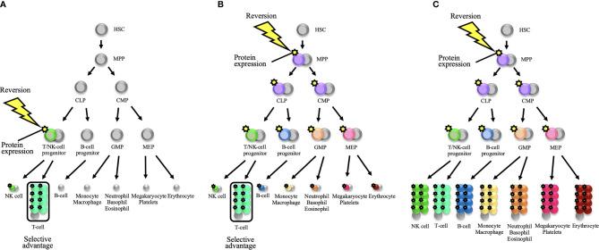 https://cdn.ncbi.nlm.nih.gov/pmc/blobs/464b/8635092/c5b12a7a7e27/fimmu-12-783022-g002.jpg
