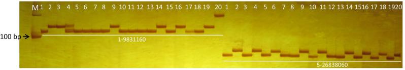 https://cdn.ncbi.nlm.nih.gov/pmc/blobs/464d/12008987/9f83218e9012/12864_2025_11584_Fig6_HTML.jpg