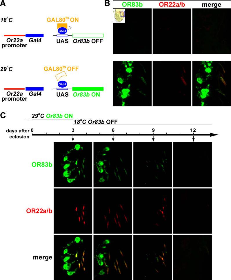 https://cdn.ncbi.nlm.nih.gov/pmc/blobs/4650/1363689/4a8ae3eda23f/pbio.0040020.g002.jpg