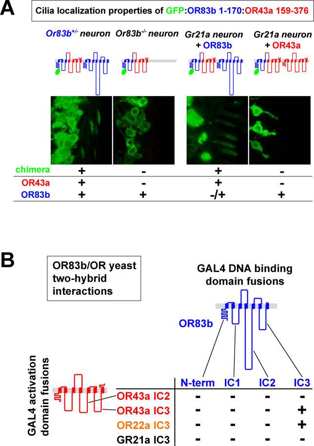 https://cdn.ncbi.nlm.nih.gov/pmc/blobs/4650/1363689/6c40fb04dbdb/pbio.0040020.g011.jpg