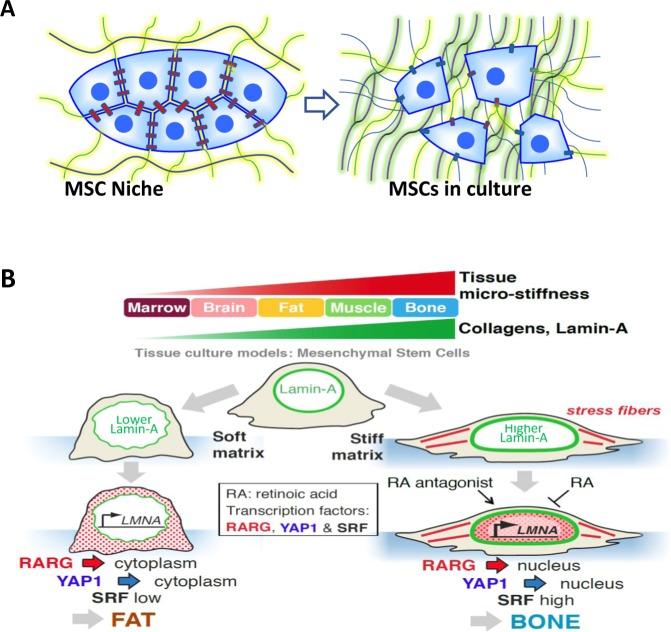 https://cdn.ncbi.nlm.nih.gov/pmc/blobs/4651/6889290/621947467246/41536_2019_83_Fig2_HTML.jpg
