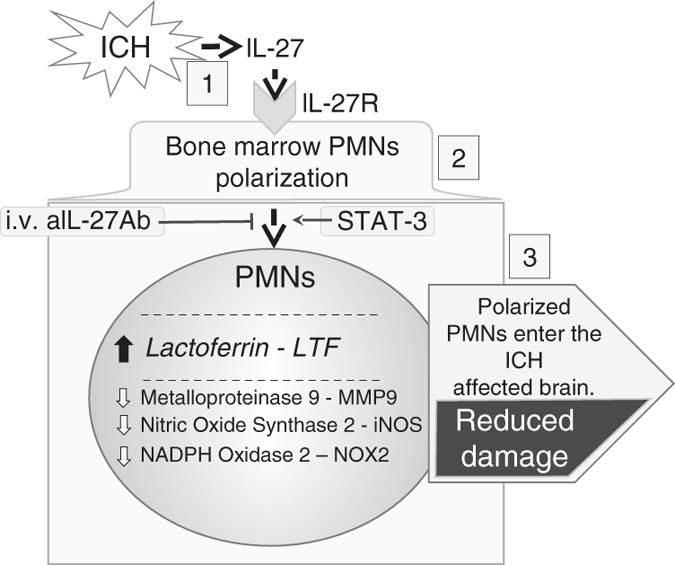 https://cdn.ncbi.nlm.nih.gov/pmc/blobs/4654/5605643/843ba140a4b6/41467_2017_770_Fig7_HTML.jpg