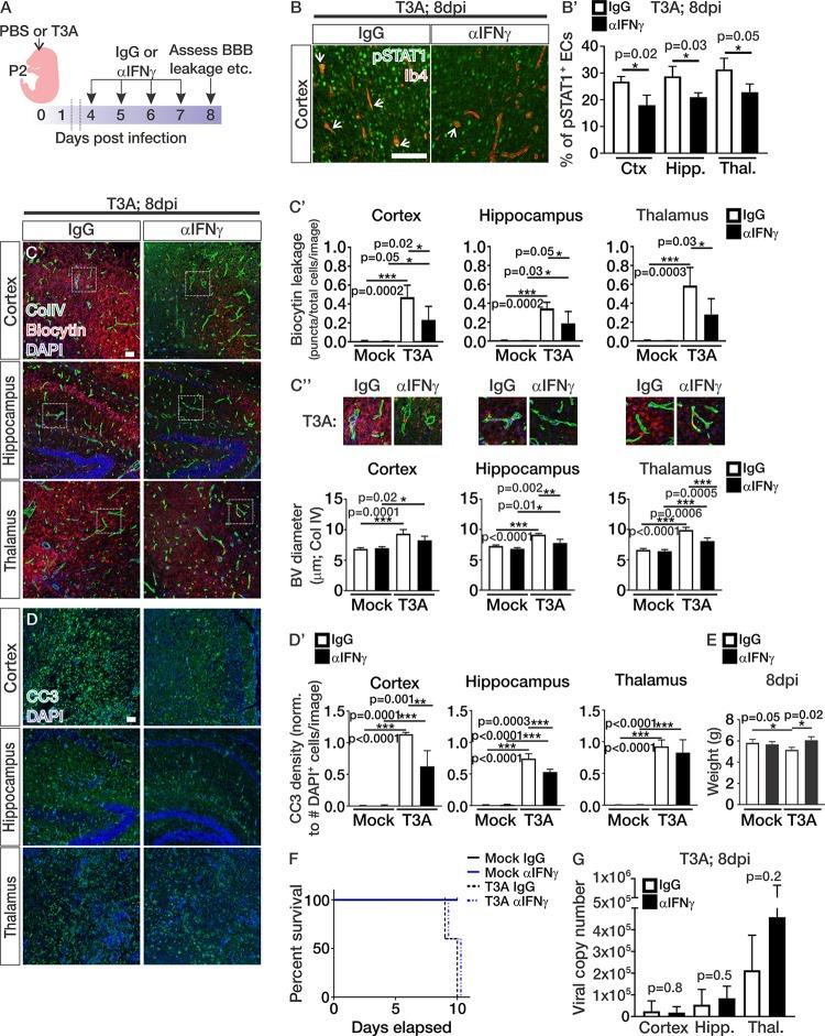 https://cdn.ncbi.nlm.nih.gov/pmc/blobs/4655/6686045/4592f4f52f61/mBio.01675-19-f0004.jpg
