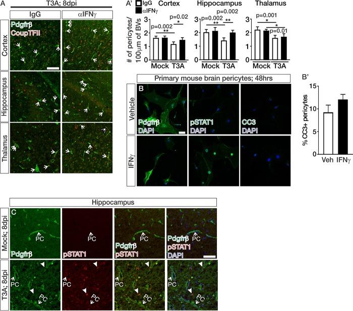 https://cdn.ncbi.nlm.nih.gov/pmc/blobs/4655/6686045/4741537ab379/mBio.01675-19-f0005.jpg