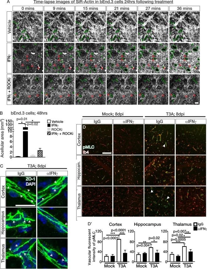 https://cdn.ncbi.nlm.nih.gov/pmc/blobs/4655/6686045/59ef3ae74297/mBio.01675-19-f0008.jpg