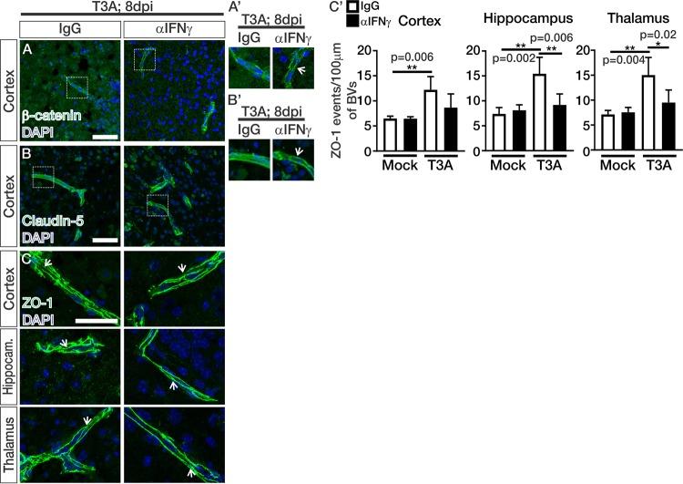 https://cdn.ncbi.nlm.nih.gov/pmc/blobs/4655/6686045/95ef08a3346b/mBio.01675-19-f0006.jpg