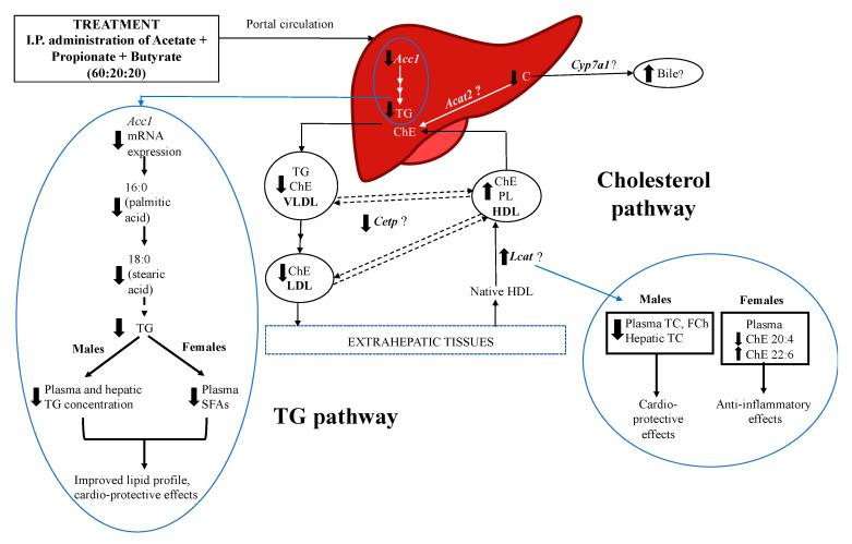 https://cdn.ncbi.nlm.nih.gov/pmc/blobs/4658/8000072/c9fbc7aae83f/nutrients-13-00892-g006.jpg