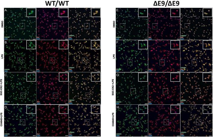 https://cdn.ncbi.nlm.nih.gov/pmc/blobs/4658/9239073/2c91a7992394/fnmol-15-824956-g004.jpg