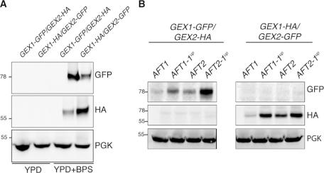 https://cdn.ncbi.nlm.nih.gov/pmc/blobs/4659/3113770/061341181f16/2054fig1.jpg