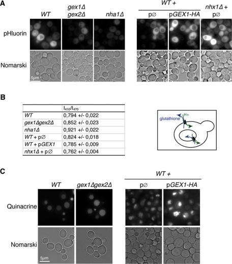 https://cdn.ncbi.nlm.nih.gov/pmc/blobs/4659/3113770/0828c191ea29/2054fig6.jpg