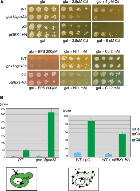 https://cdn.ncbi.nlm.nih.gov/pmc/blobs/4659/3113770/c0633d8f9f59/2054fig3.jpg