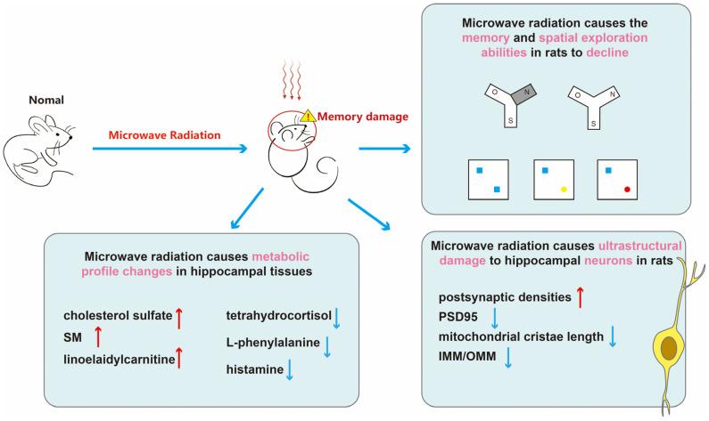 https://cdn.ncbi.nlm.nih.gov/pmc/blobs/465f/11118611/da5faa121685/brainsci-14-00441-g007.jpg