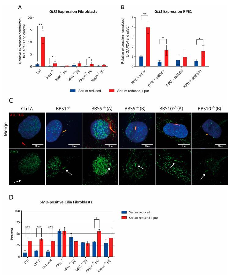 https://cdn.ncbi.nlm.nih.gov/pmc/blobs/4661/7866284/01d295d8a443/ijms-22-01345-g002.jpg