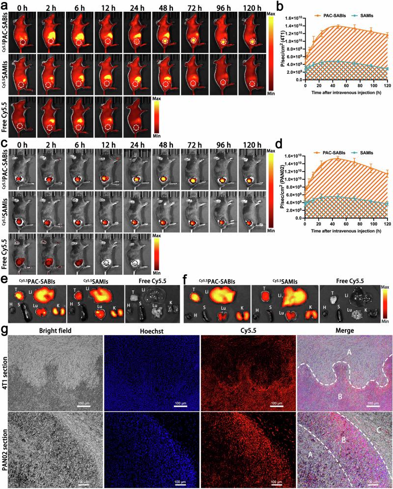 https://cdn.ncbi.nlm.nih.gov/pmc/blobs/4668/11227529/79edd49103b5/41467_2024_49825_Fig5_HTML.jpg