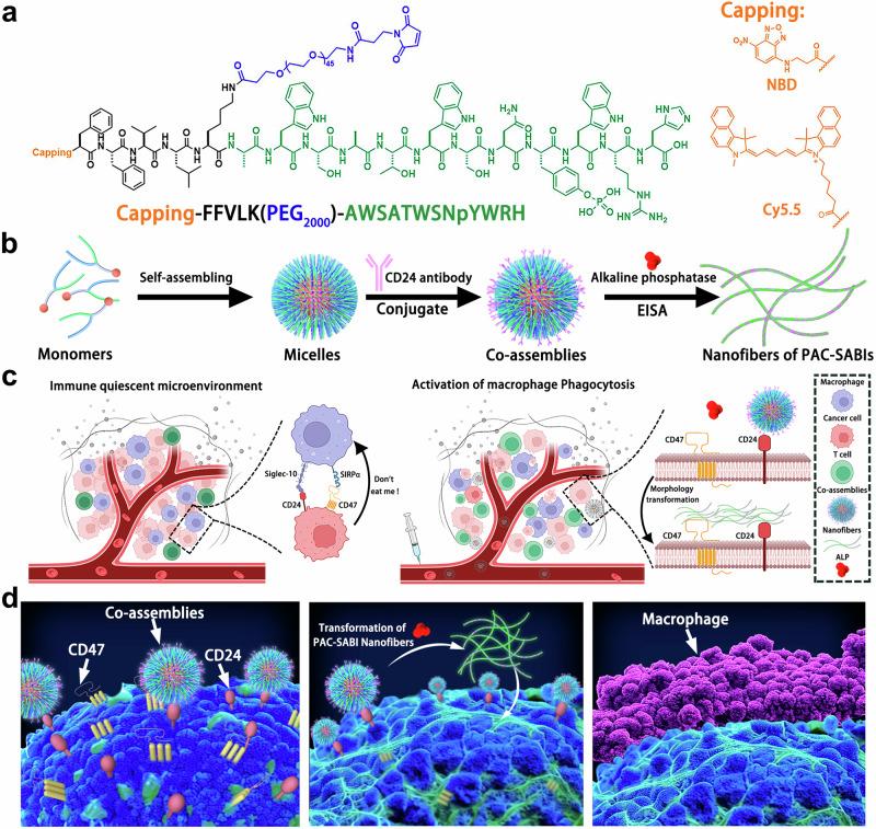 https://cdn.ncbi.nlm.nih.gov/pmc/blobs/4668/11227529/8d0318bbf1e3/41467_2024_49825_Fig1_HTML.jpg