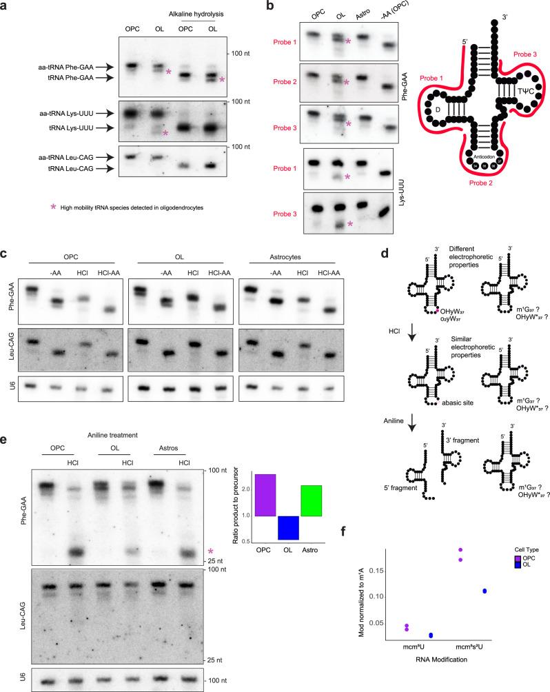https://cdn.ncbi.nlm.nih.gov/pmc/blobs/4668/9411196/5b588781694a/41467_2022_32766_Fig3_HTML.jpg