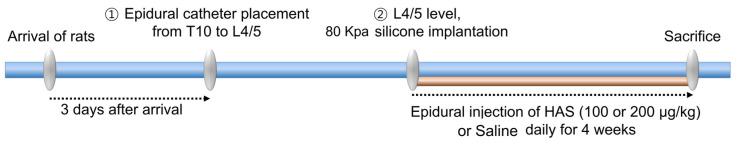 https://cdn.ncbi.nlm.nih.gov/pmc/blobs/466c/10526993/bf8d6d004234/cells-12-02281-sch001.jpg