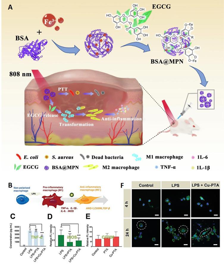 https://cdn.ncbi.nlm.nih.gov/pmc/blobs/4673/10640828/69e54dce4507/IJN-18-6425-g0004.jpg