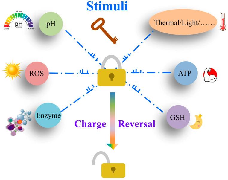 https://cdn.ncbi.nlm.nih.gov/pmc/blobs/4674/11207803/3aec7a3580e3/pharmaceutics-16-00809-g001.jpg