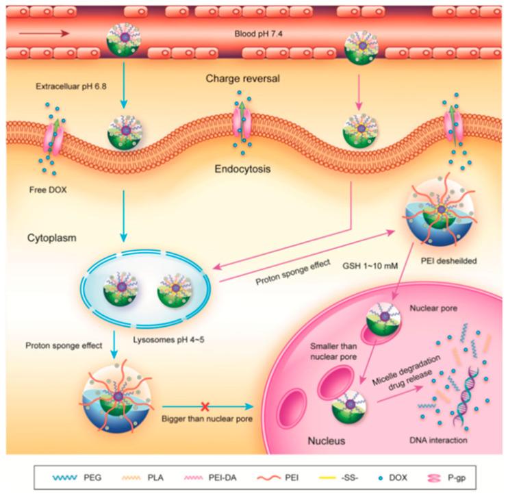 https://cdn.ncbi.nlm.nih.gov/pmc/blobs/4674/11207803/7dfcf3fa0b56/pharmaceutics-16-00809-g012.jpg